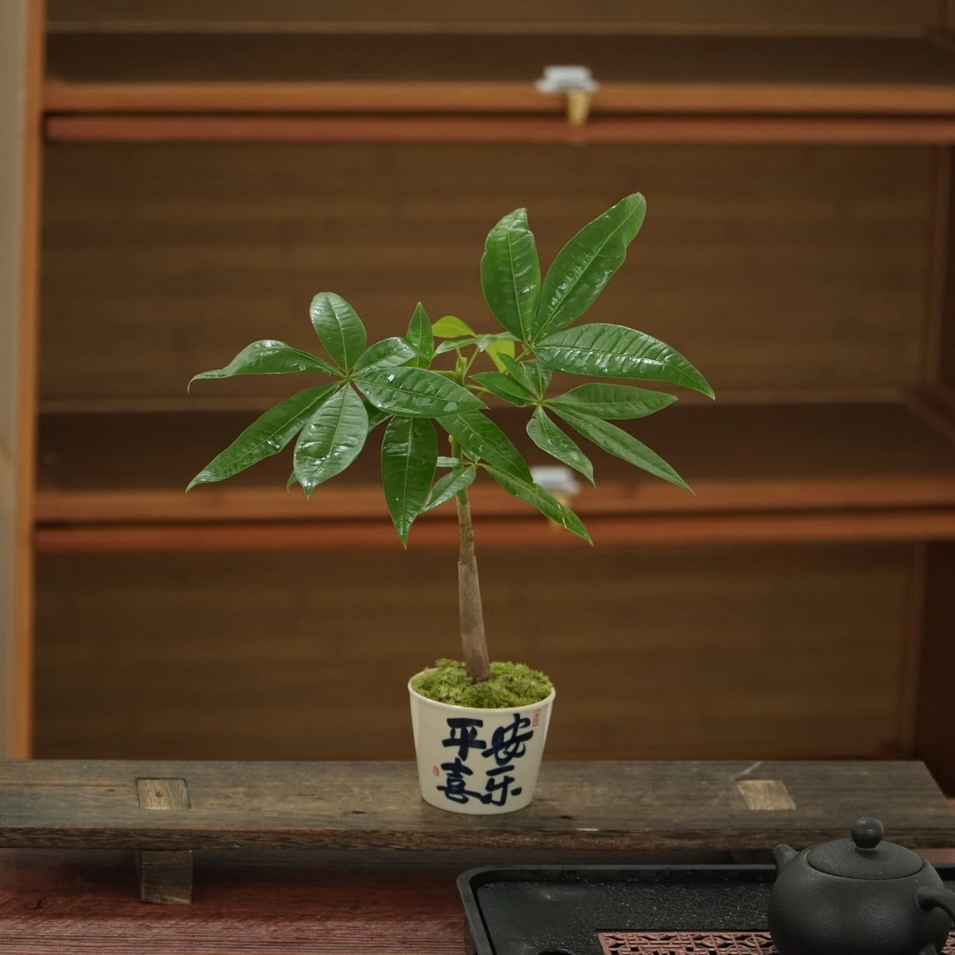 发财树四季常青好养桌面绿植办公室客厅植物摆件盆栽