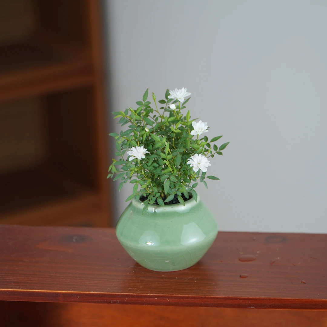 姬月季桌面绿植盆栽