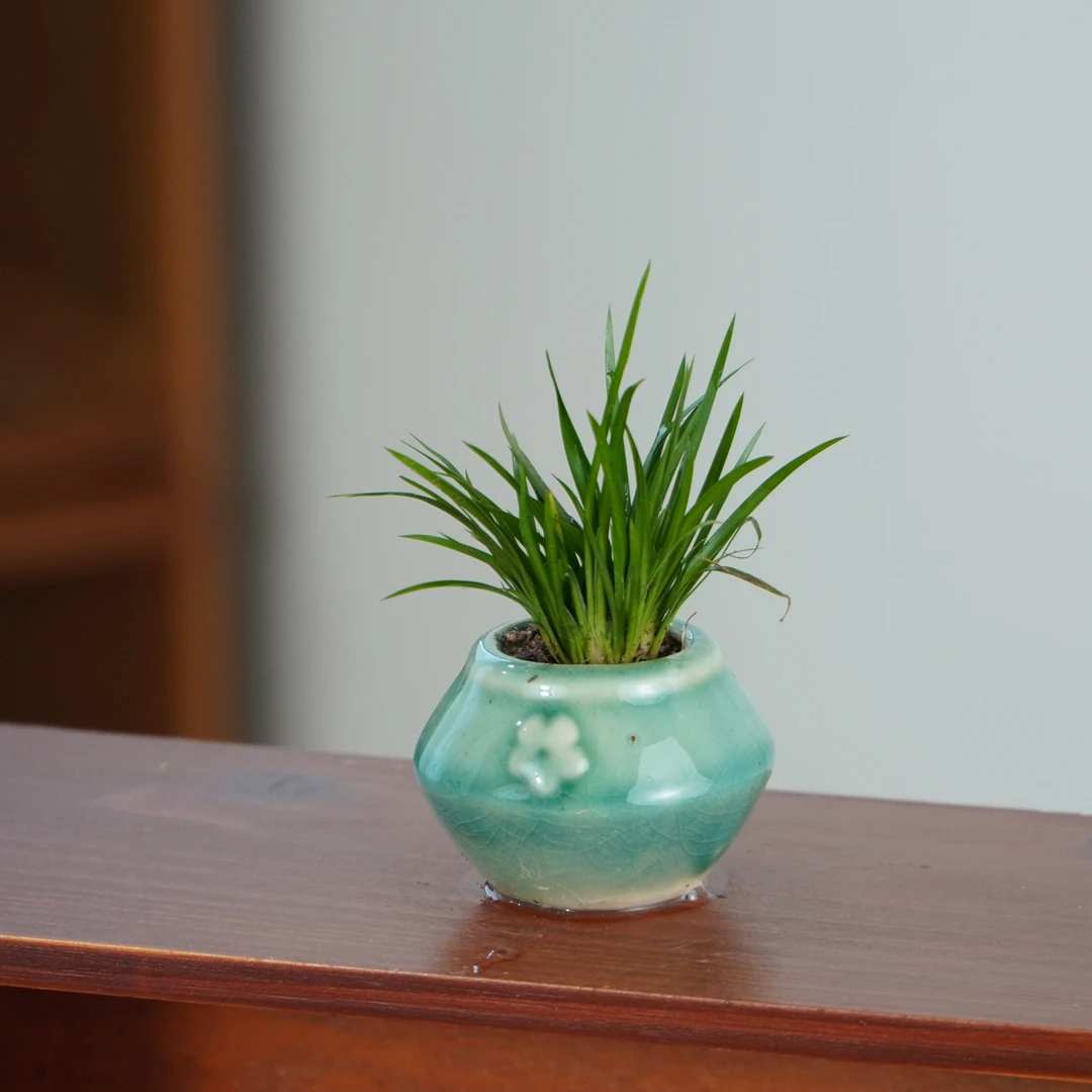 小菖蒲草桌面迷你绿植盆栽
