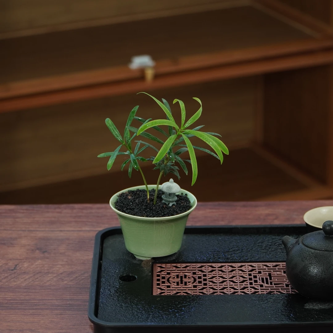 罗汉松四季常青桌面绿植办公室茶桌懒人好养迷你盆栽
