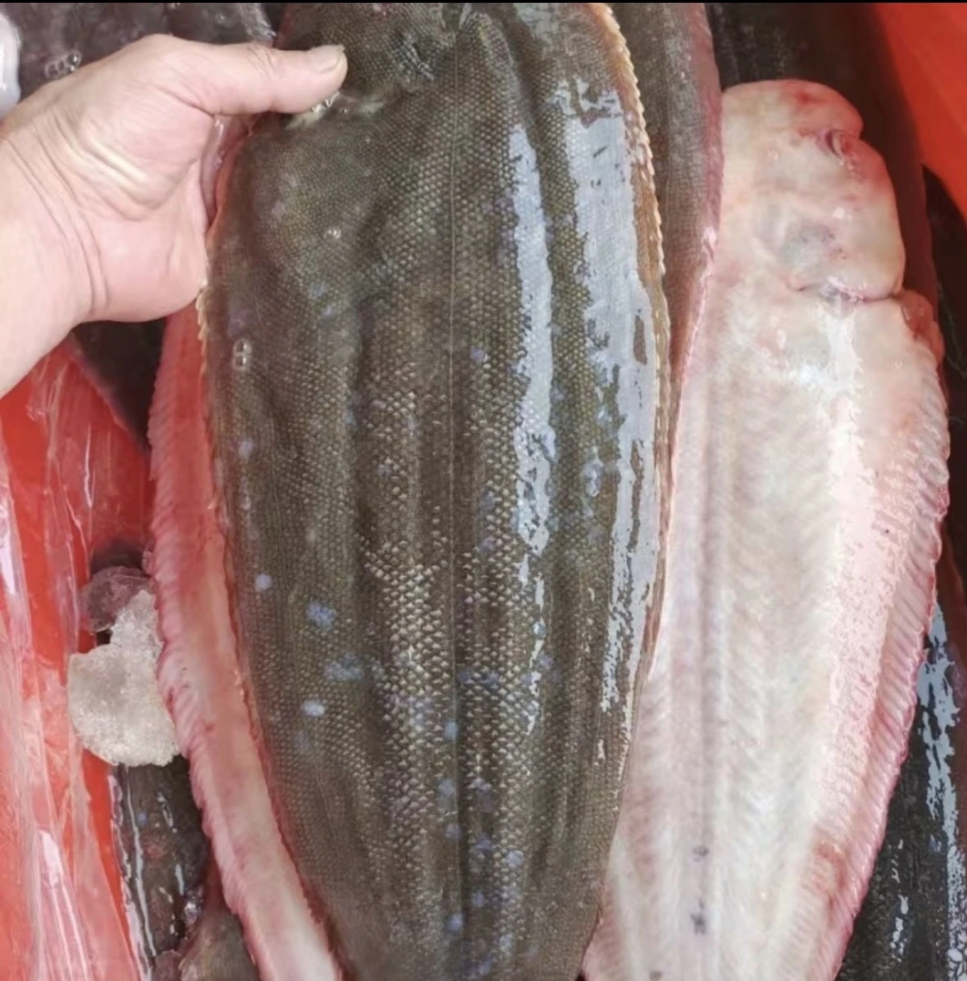 渤海湾舌头鱼踏板鱼龙利鱼鳎目鱼净重5斤