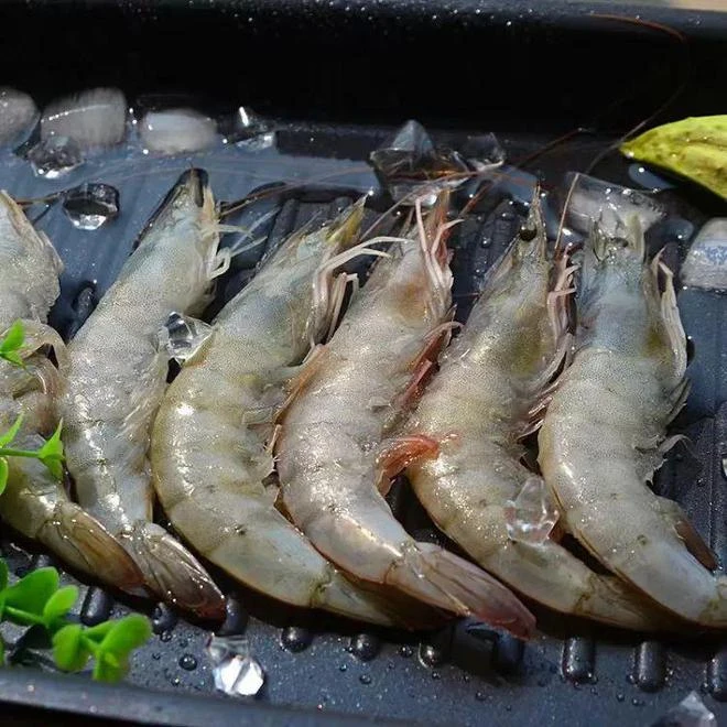 野生新鲜海捕大海虾鲜活冻麻虾明虾顺丰快递