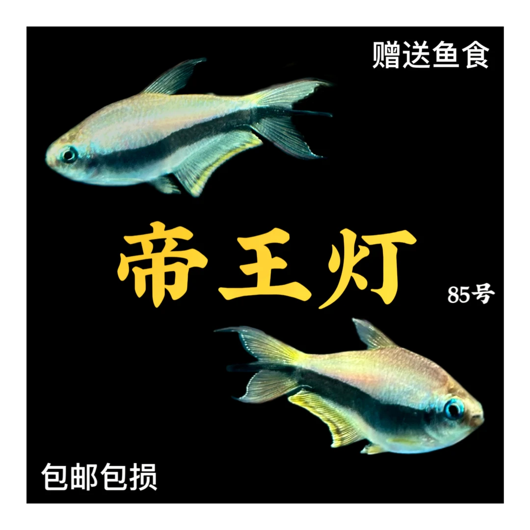 热带观赏鱼帝王灯鱼小型淡水水族箱灯科鱼三叉尾灯鱼水草缸群游鱼