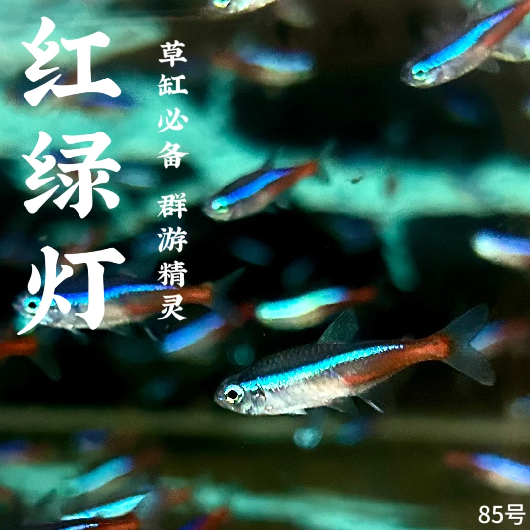 小型热带鱼红绿灯宝莲灯草缸鱼小型观赏鱼斑马群游观赏鱼包邮耐活