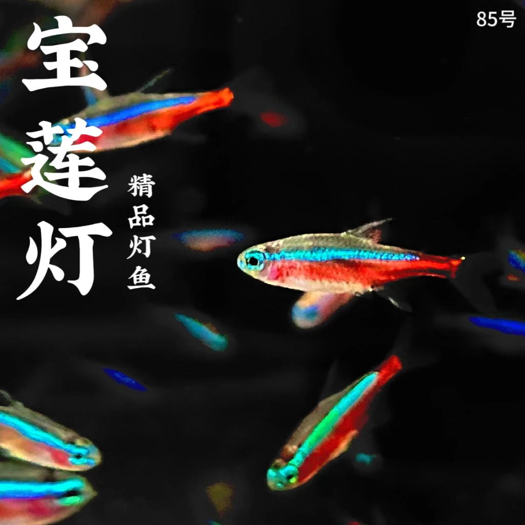 小型热带鱼红绿灯宝莲灯草缸鱼小型观赏鱼斑马鱼群游观赏鱼包邮