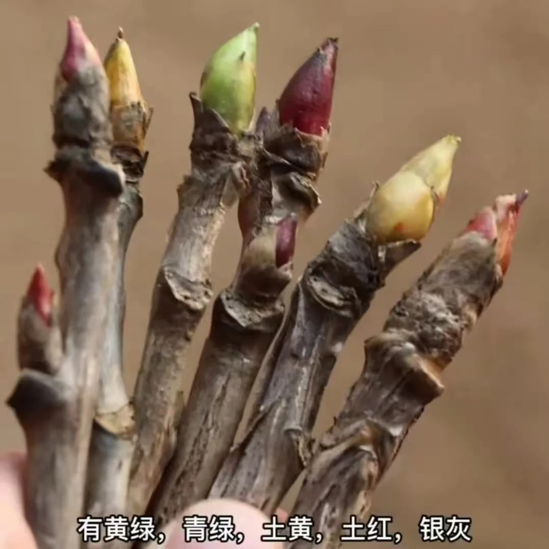封蜡【牡丹接穗】嫁接用