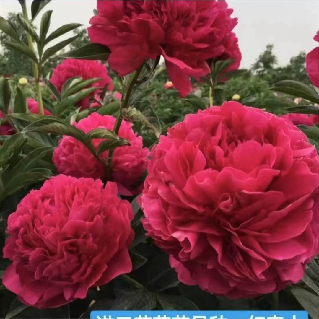 红富士进口芍药花苗；秋天发货 先发肥料