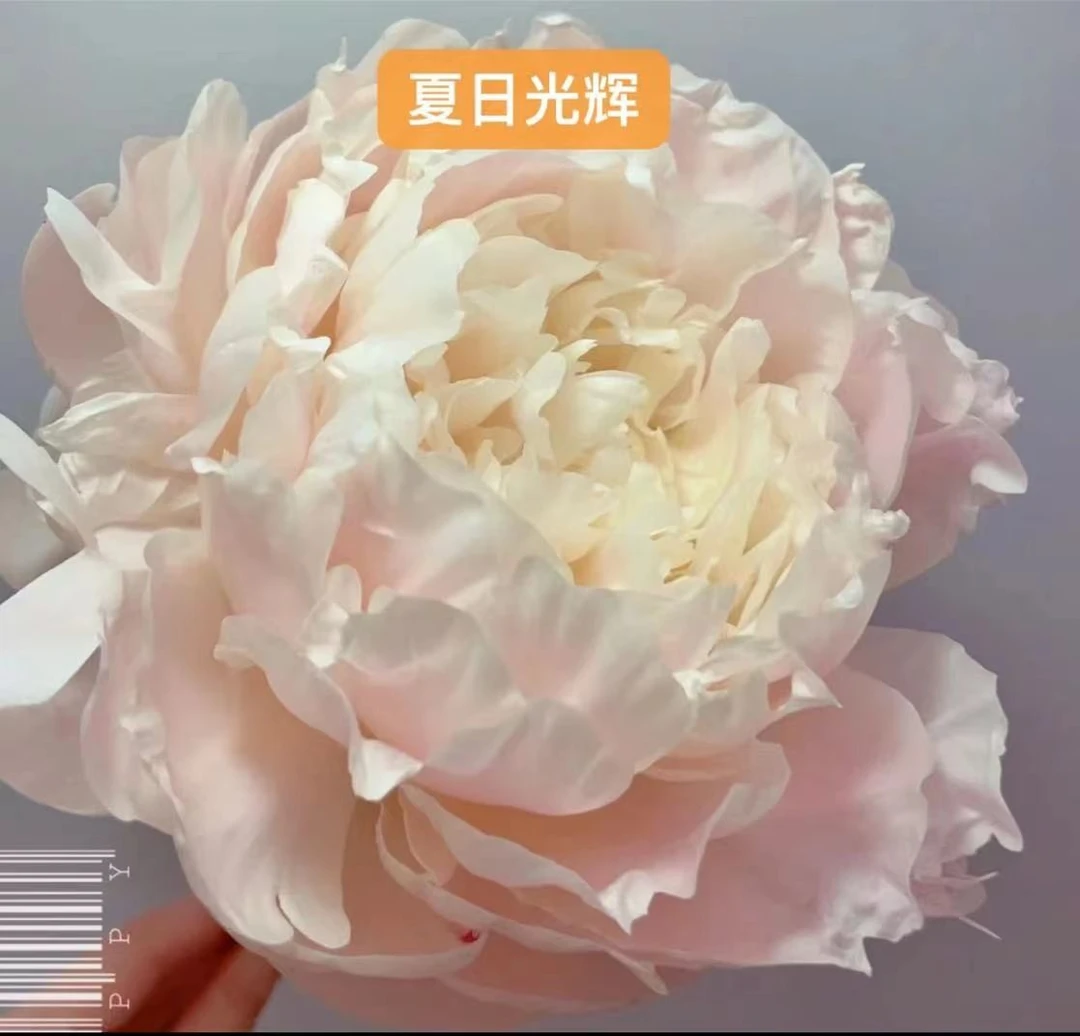 进口芍药夏日光辉，先发肥料秋天发苗
