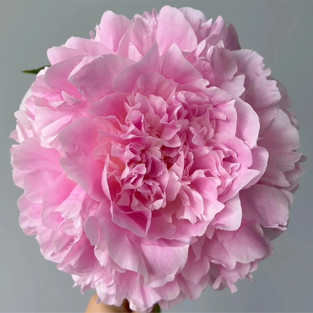餐盘进口芍药花苗；秋天发货