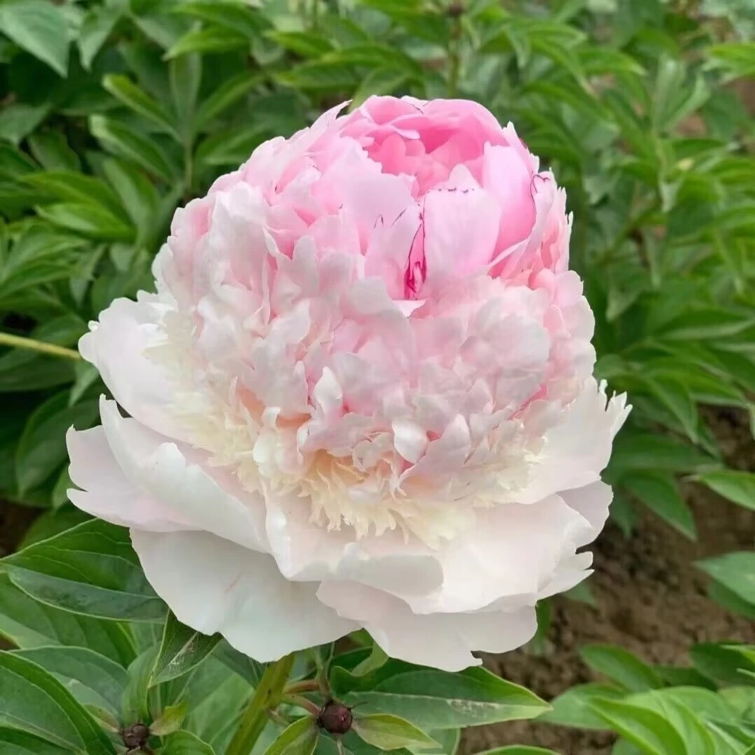 进口芍药花苗，天使的脸颊；秋天发货