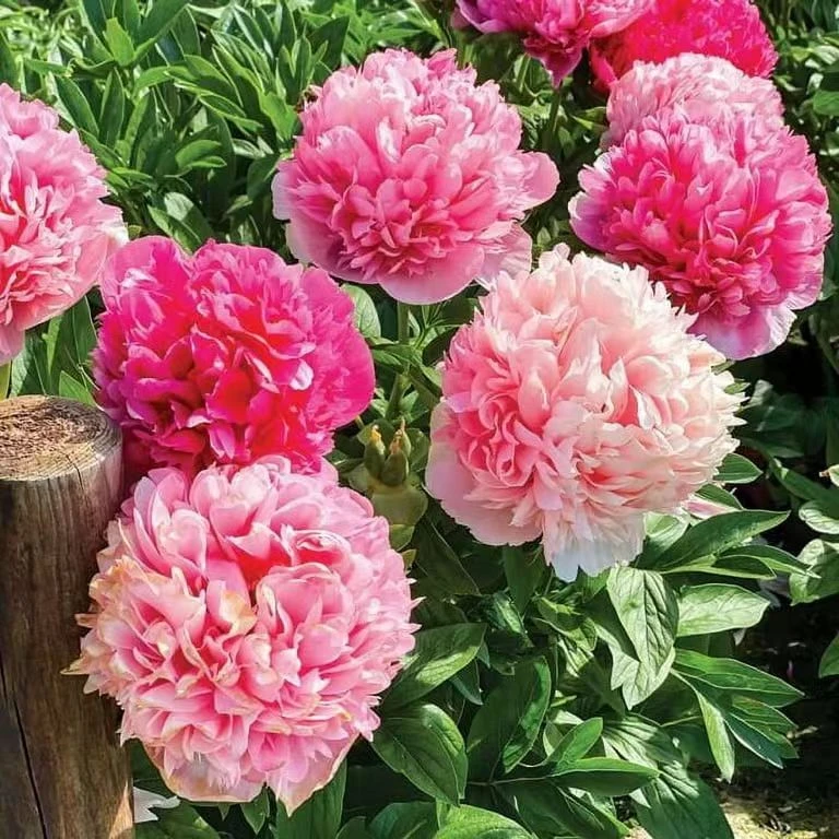 马瑞桥进口芍药花苗；秋天发货