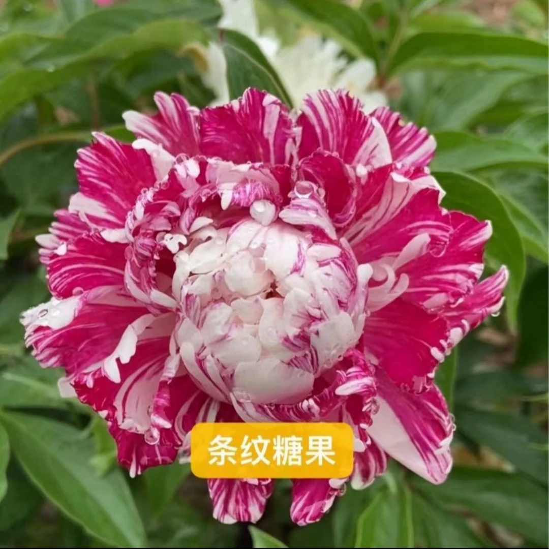 进口芍药条纹糖果秋天发苗