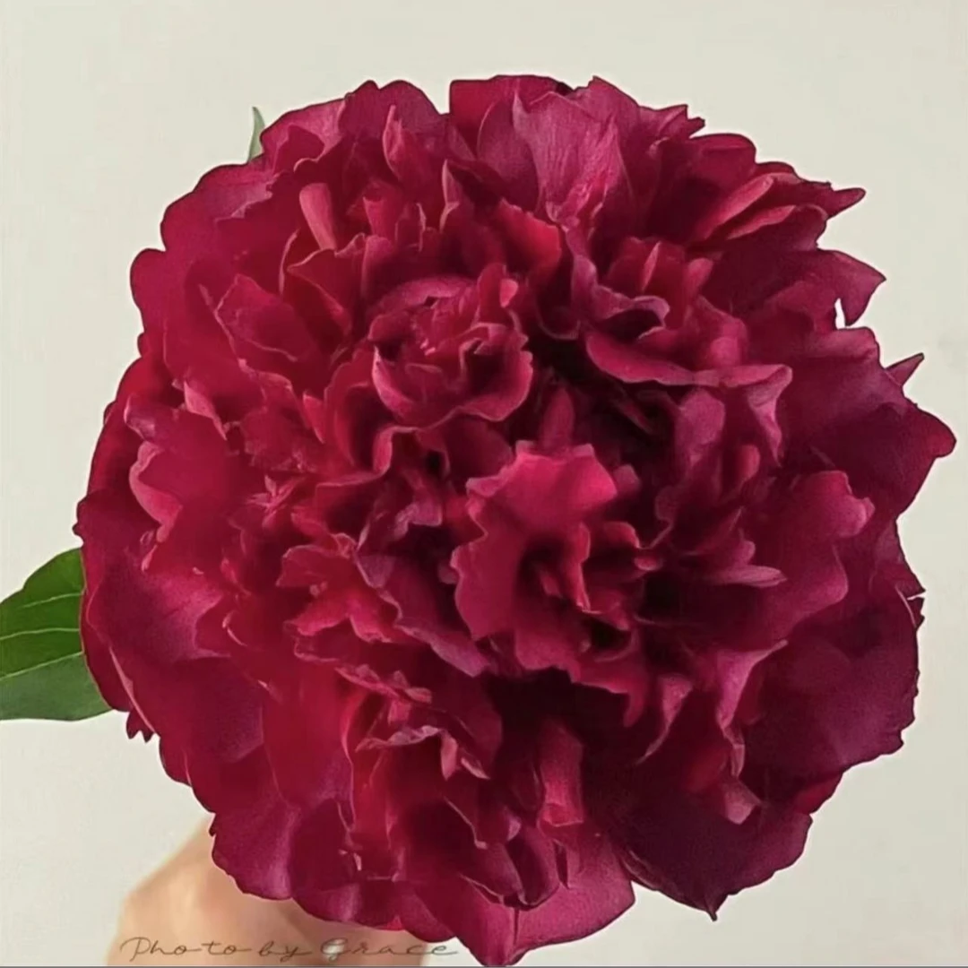 进口观赏芍药亮点 秋季发苗 ，先发肥料
