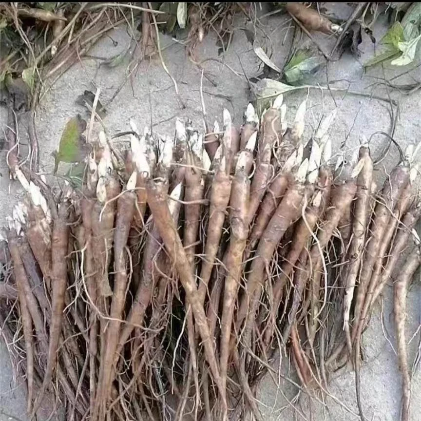 赤芍白芍药用芍药种苗单瓣药用芍药