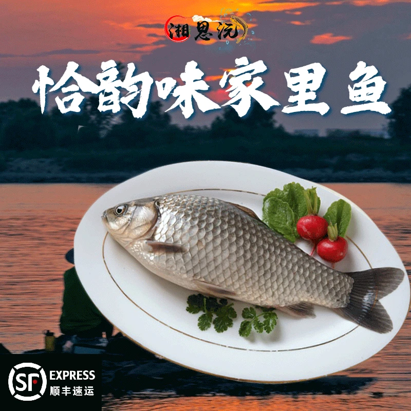 【湖区新鲜鲫鱼】鲜活大板鲫 2两-1斤 孕妇下奶 活鱼现杀 顺丰冷链
