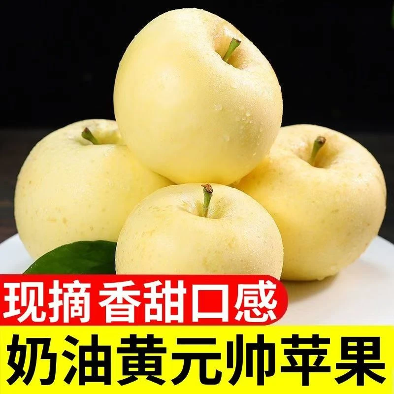 辽宁黄元帅苹果粉面香甜老人孩子爱吃