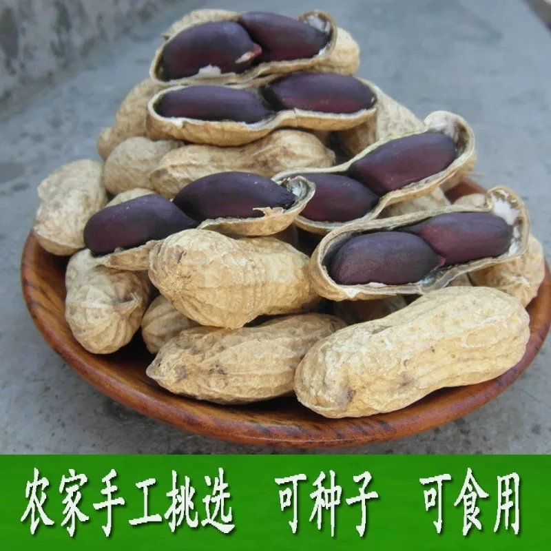 2024新干花生黑子带壳富硒花生颗粒饱满农家自种