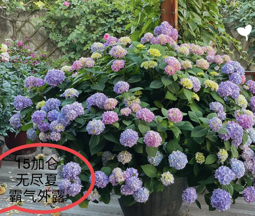 ^_^无尽夏绣球花盆栽耐寒养护花期庭院蓝色紫色