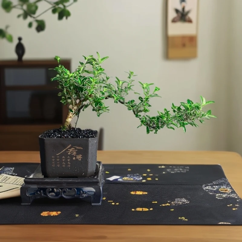 悬崖六月雪盆栽造型植物室内花卉办公室桌面客厅好养绿植盆景