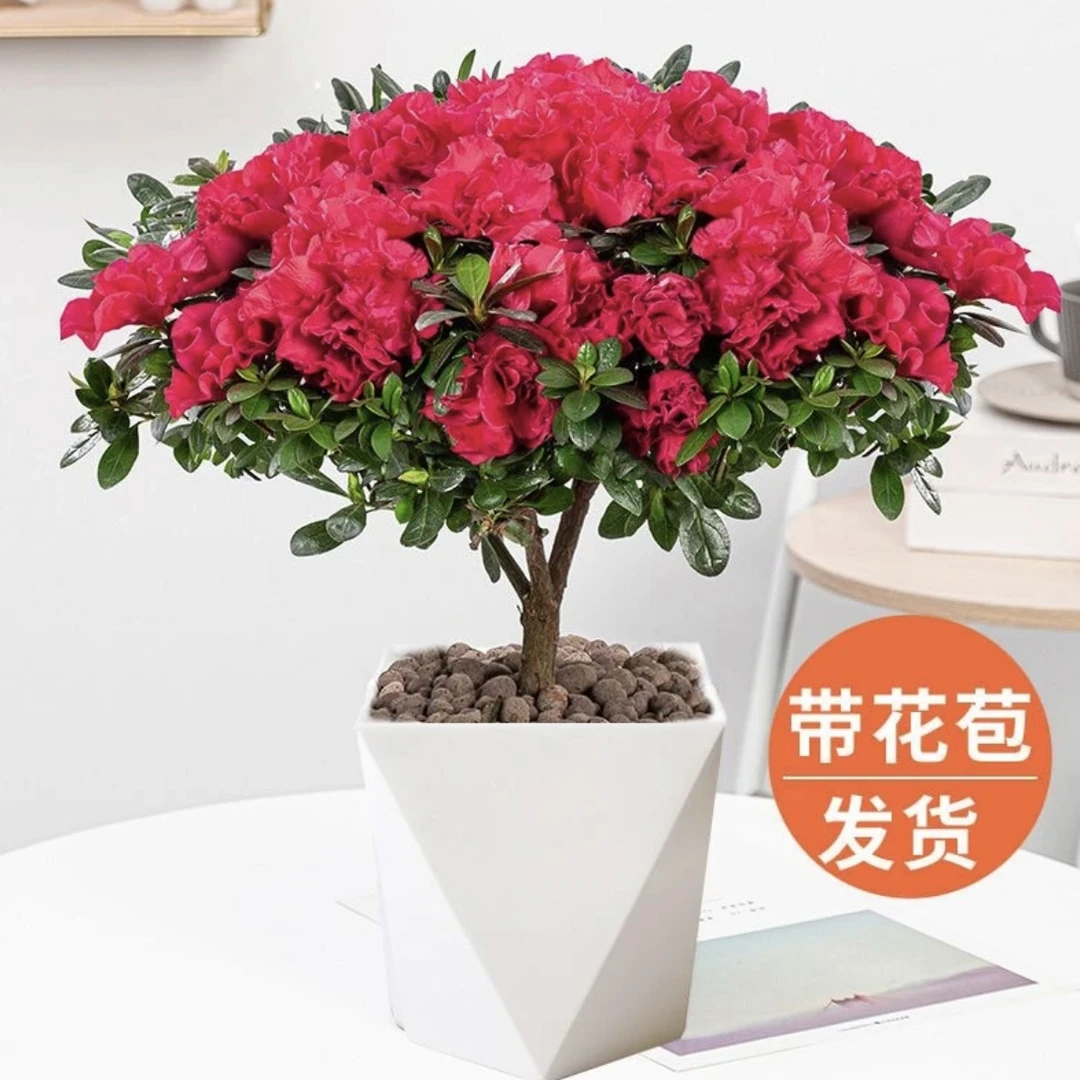带花苞红杜鹃花盆栽室内好养绿植客厅办公桌面花卉赏花红红火火