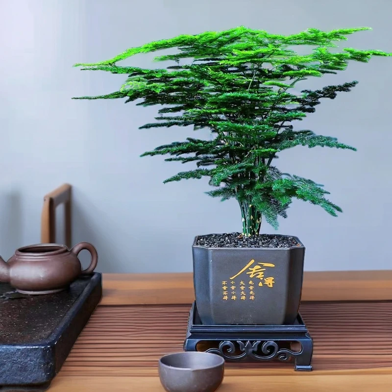 文竹盆栽新中式桌面植物四季常青好养易活室内书房防辐射绿植盆景