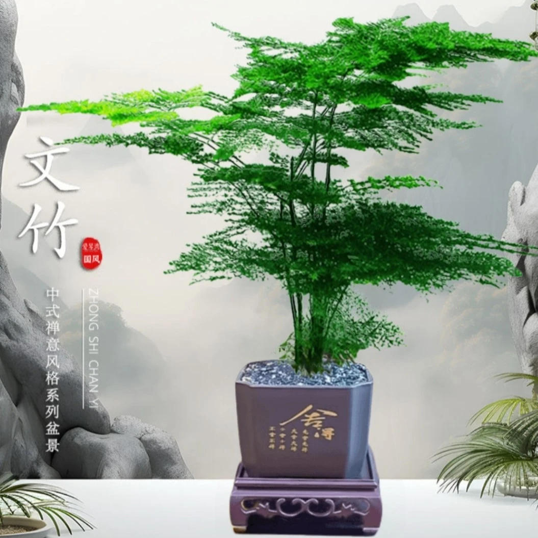 文竹桌面盆栽新中式绿植办公室客厅盆景茶台卧室好养绿植花卉植物