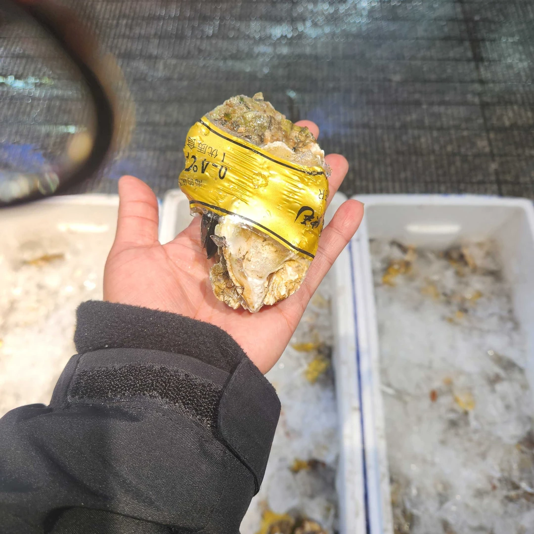 特价生蚝5斤包邮（只发长春）保鲜不保活