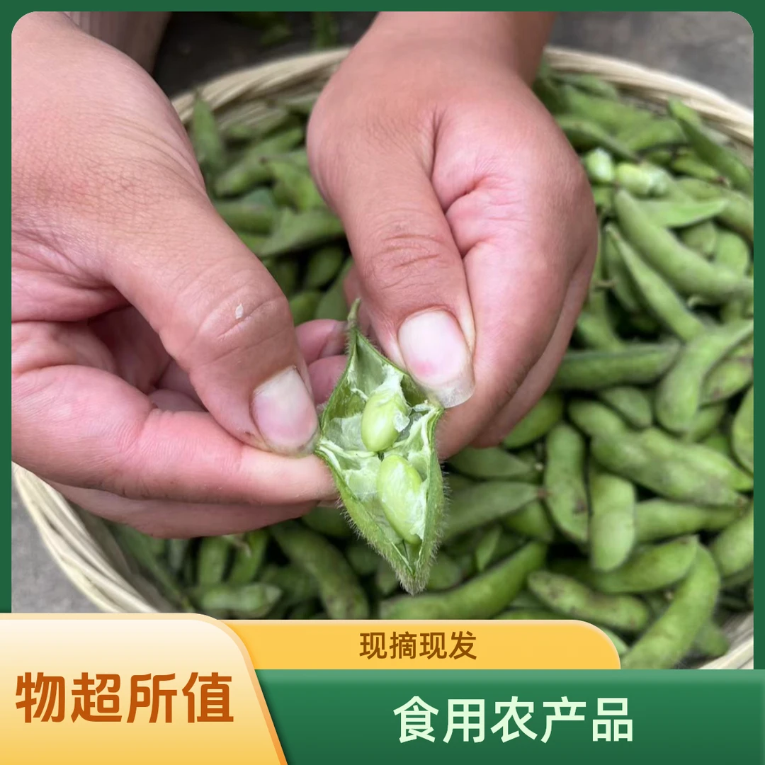 新鲜毛豆,现摘现发