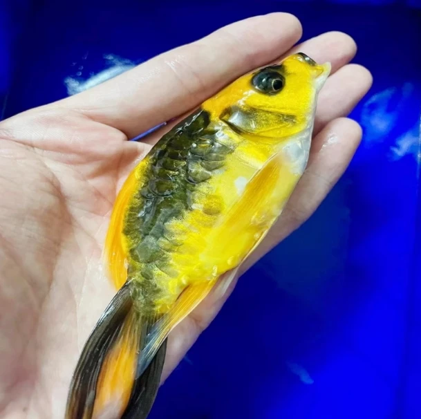 「渔场甄选」8-10公分普身金猫玛雅蝴蝶鲤观赏鱼新手易饲养渔场发货