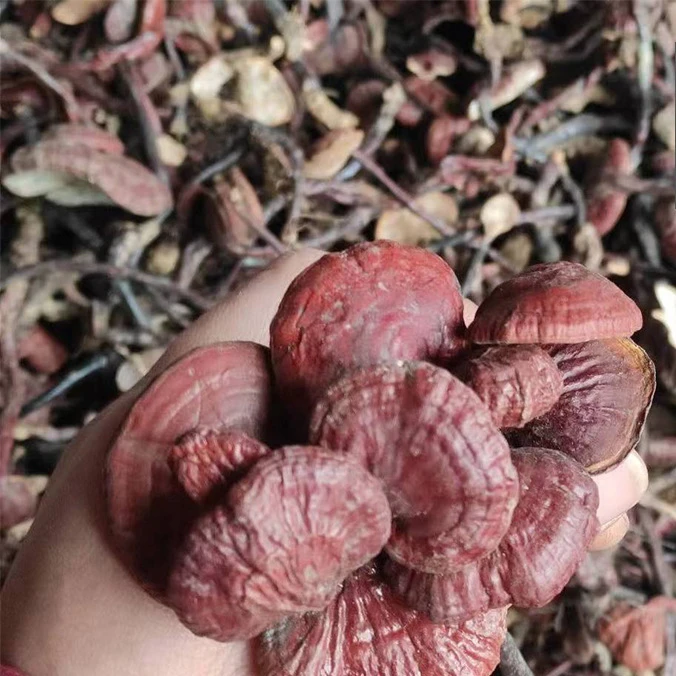 【灵芝王】正品野生灵芝王当季新货豆芽赤灵芝无硫煮水泡酒