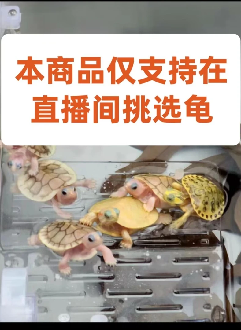 宠物龟直播间选龟用到家拍360°开箱视频包邮包活到家五天饲养风险