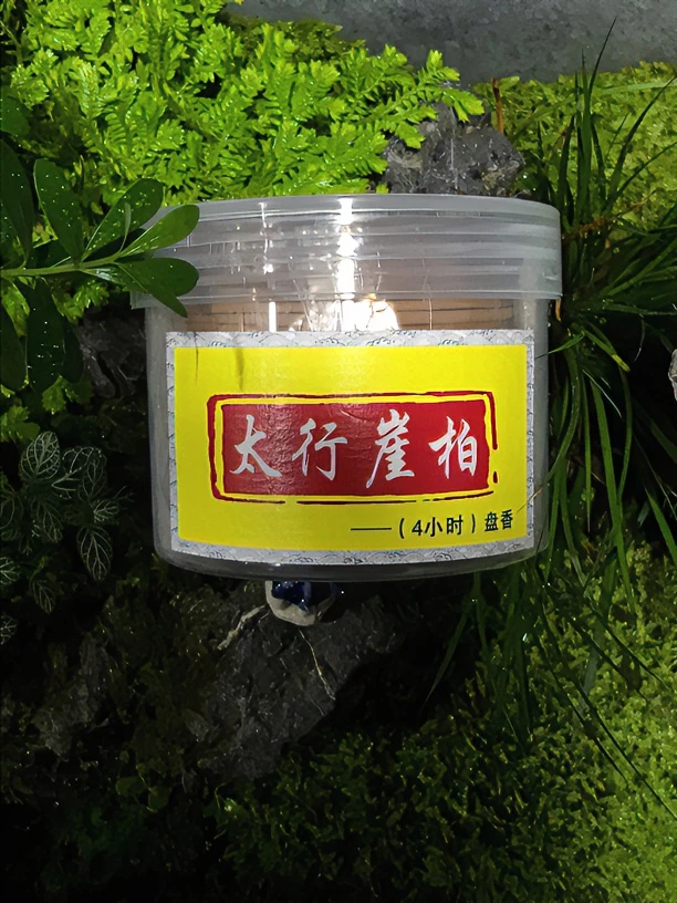 盘香四小时48单盘-太行崖柏