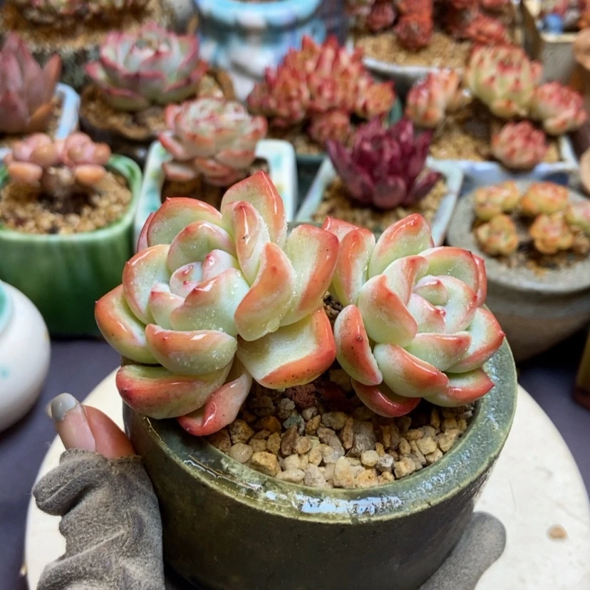 【闪购商品】泡芙老庄