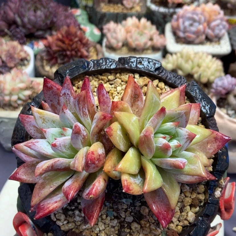 【闪购商品】卡呀老桩
