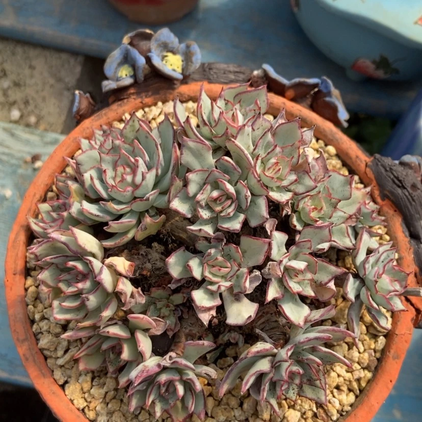 【闪购商品】剑司诺娃17头左右