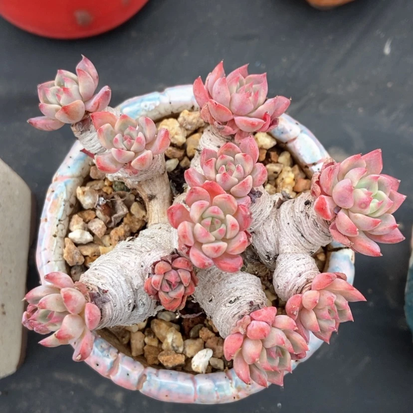 【闪购商品】l**u娜娜小勾