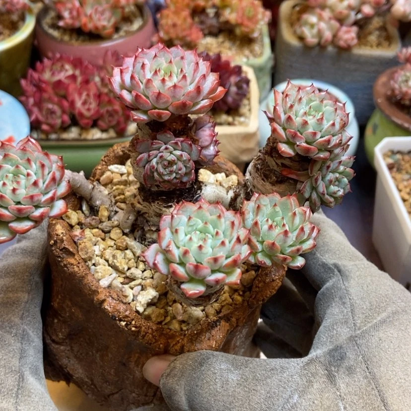 【闪购商品】粉姬莲