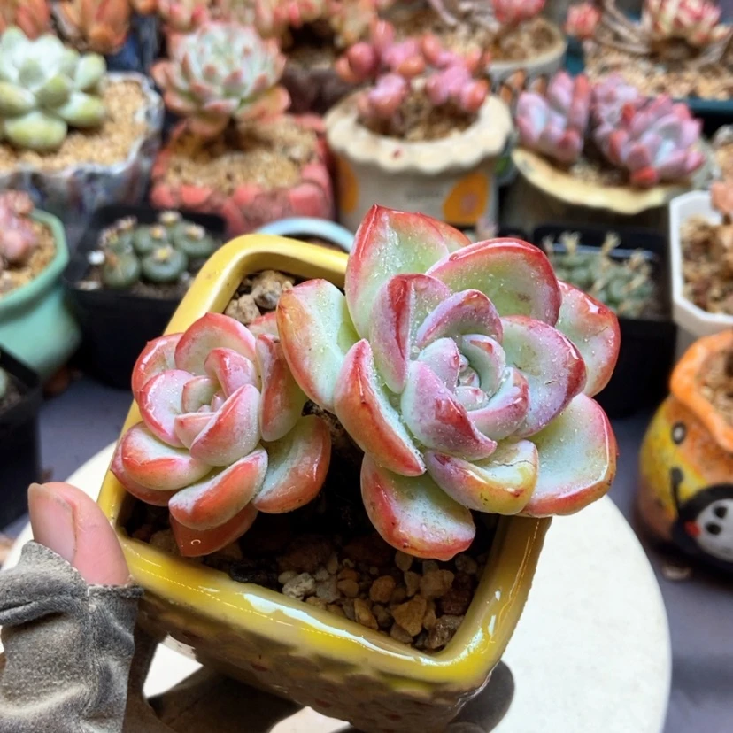 【闪购商品】草莓泡芙