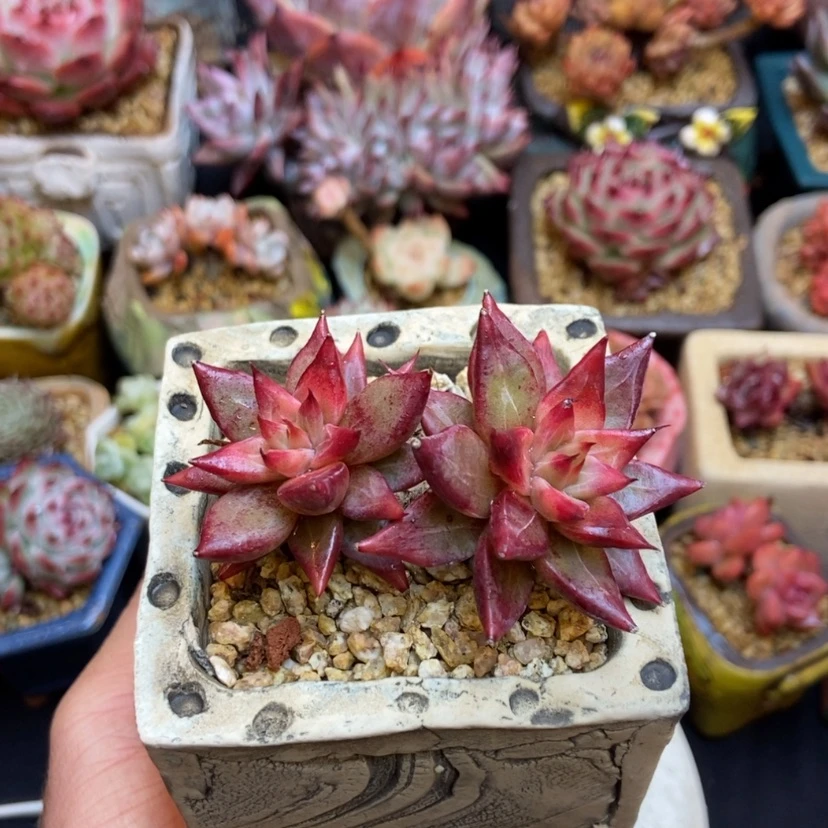 【闪购商品】～***～灵魂老桩