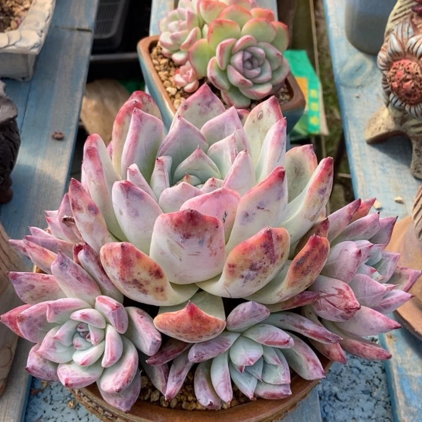 【闪购商品】北极熊