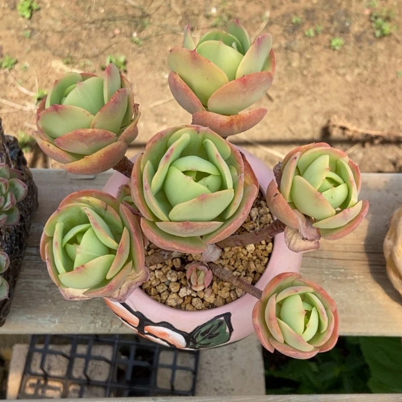 【闪购商品】鸡蛋碧桃