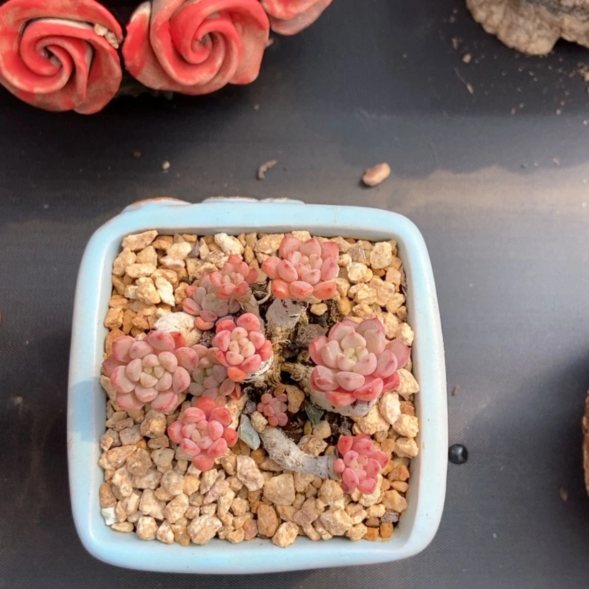 【闪购商品】.可爱泡泡带盆68