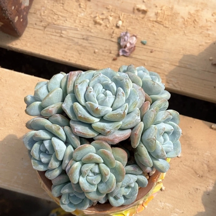 【闪购商品】冰玉群