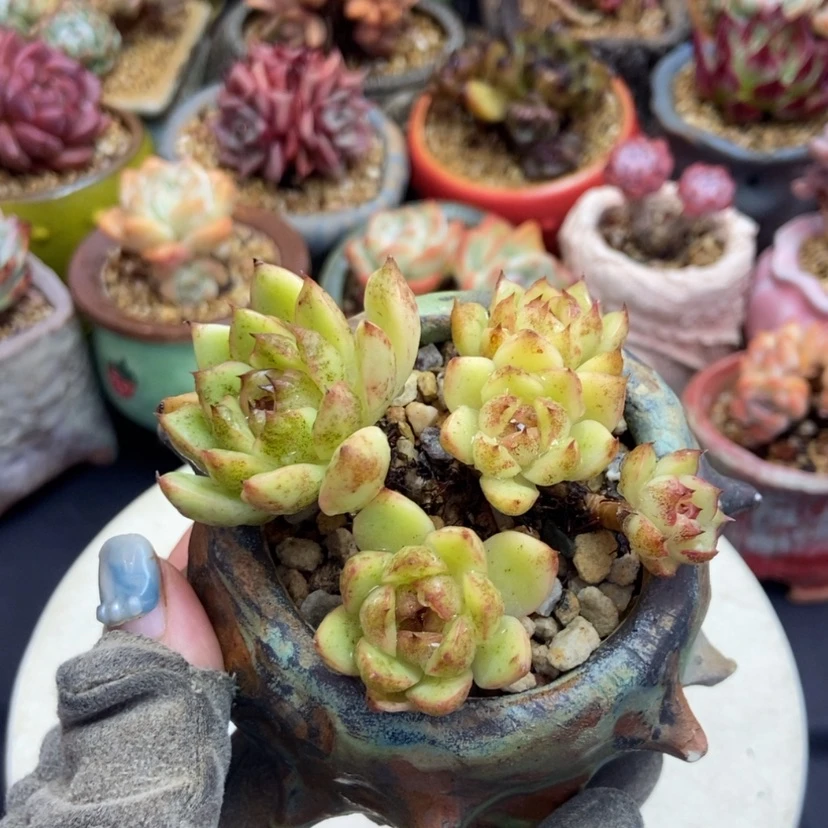 【闪购商品】白水晶
