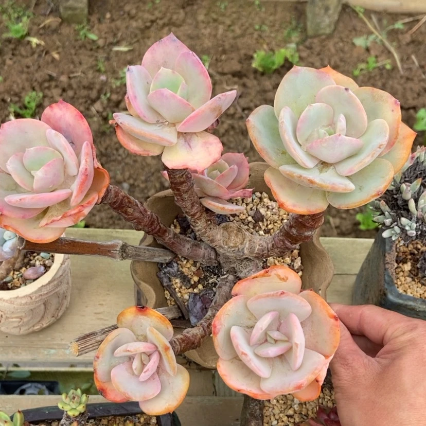 【闪购商品】白凤群