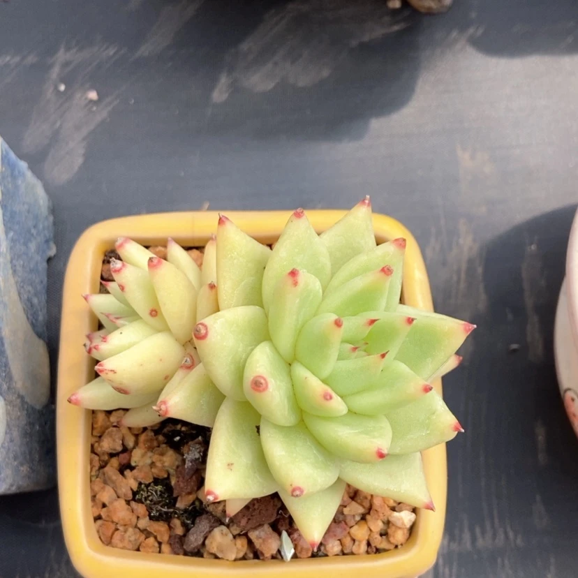 【闪购商品】.金乌带盆