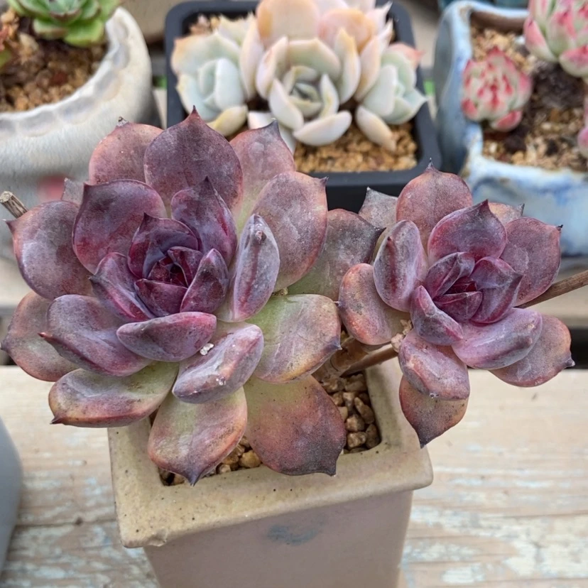 【闪购商品】黑骑士