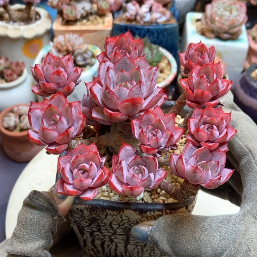 【闪购商品】赫拉带盆