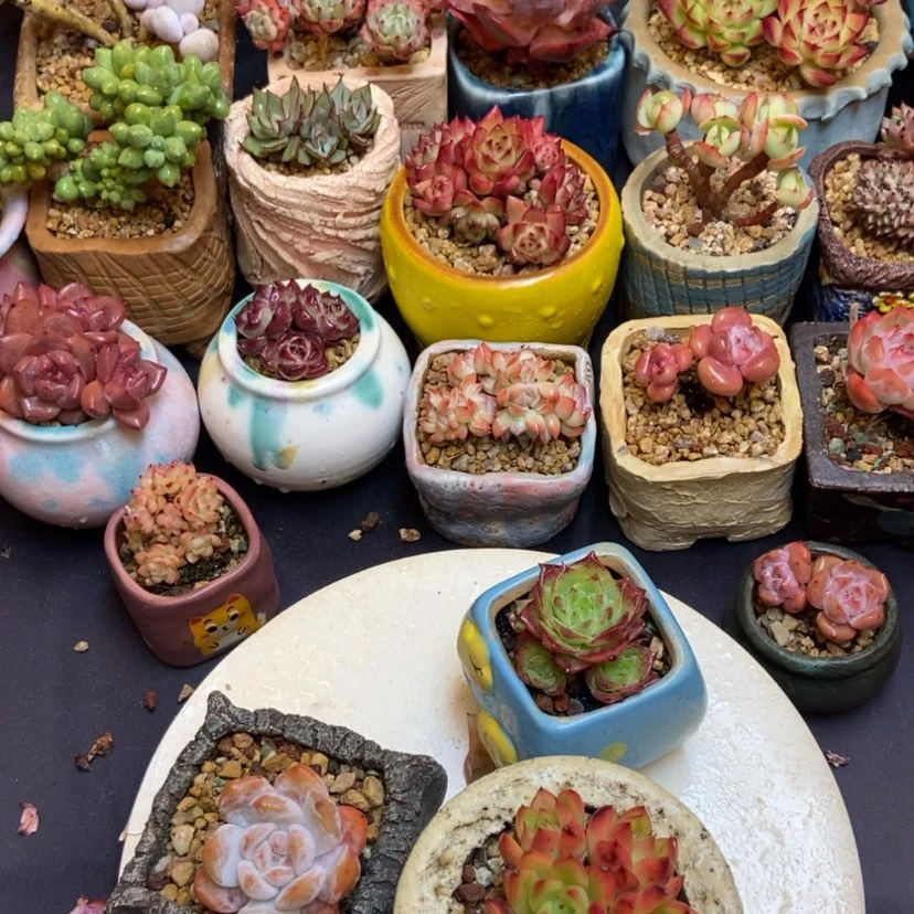 【闪购商品】一****∮肉肉三颗