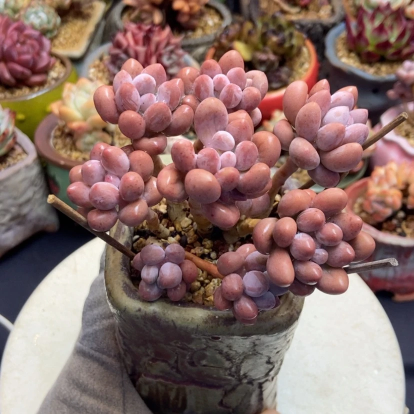 【闪购商品】汤圆香水